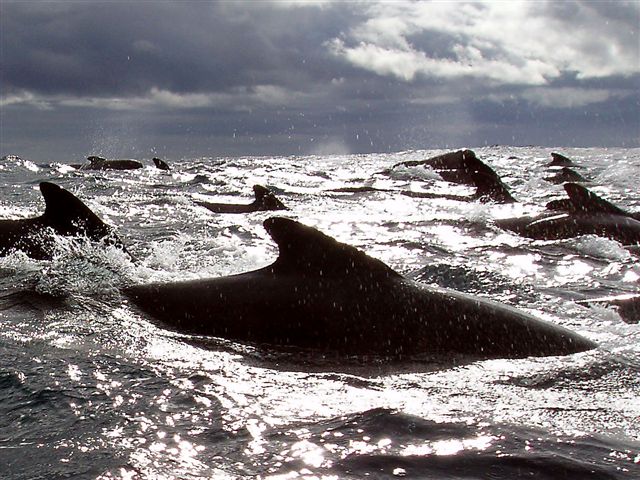 The legions stretched away half a mile on each side